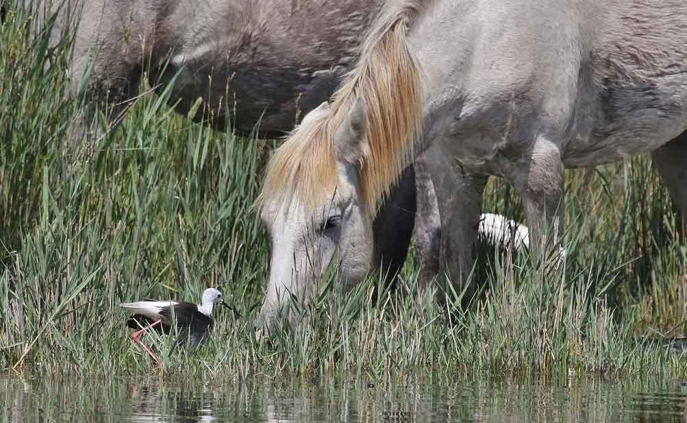 A-horse-and-a-pair-of-wings