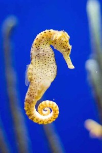 A-seahorse