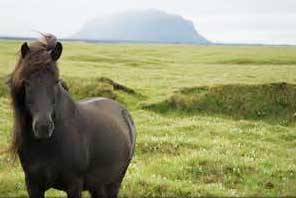 Icelandic-horse