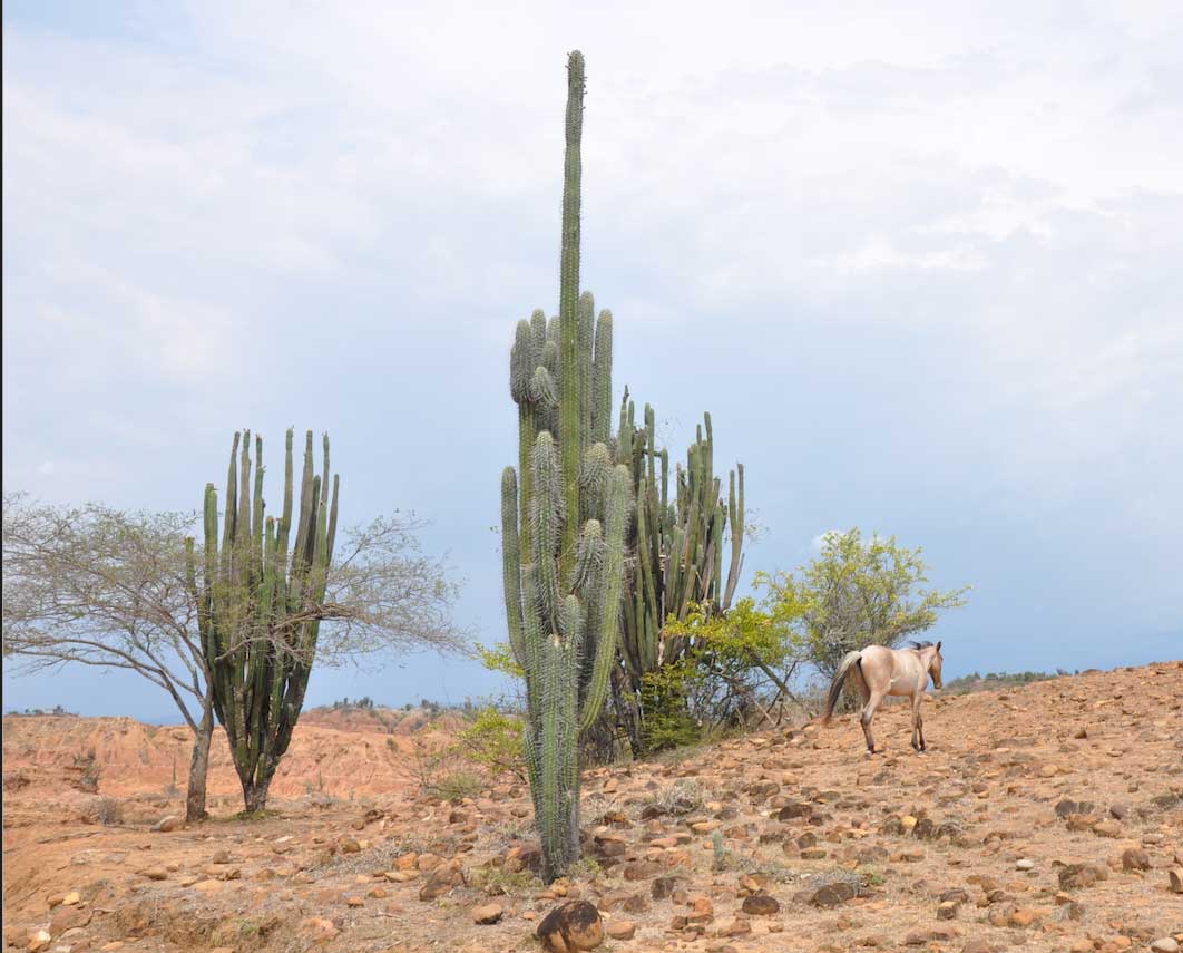 ariz-desert-horse