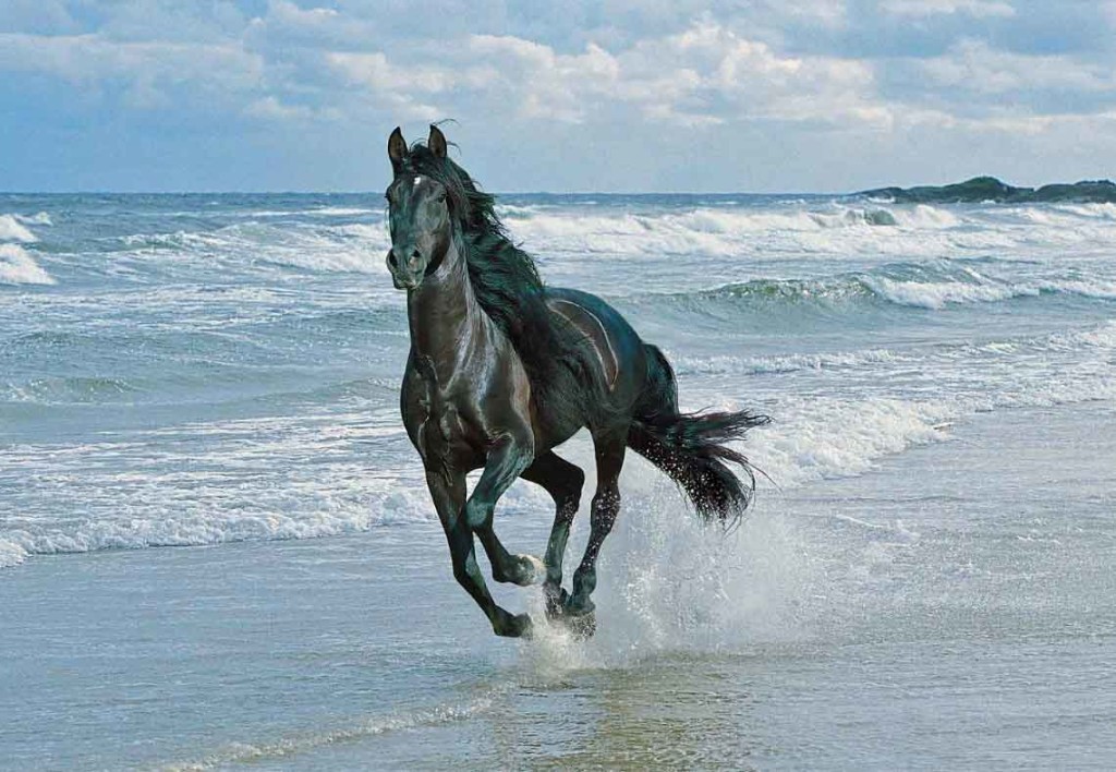 black-horse-running-on-beach