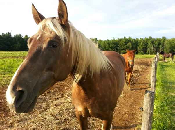 horse-close-up