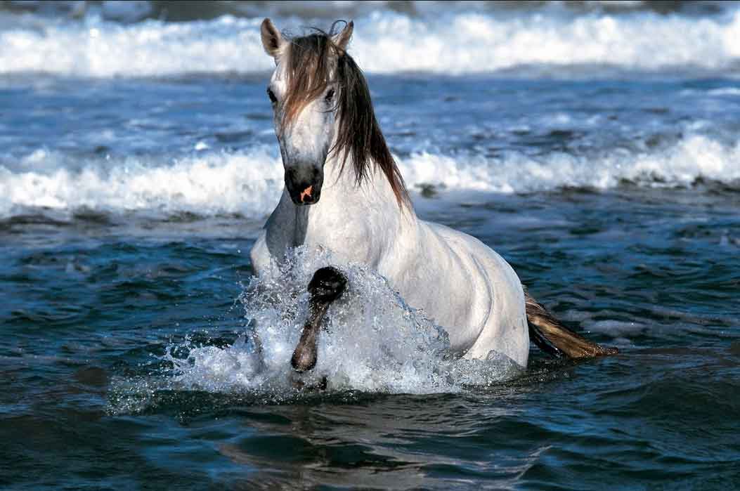 horse-in-surf-edge