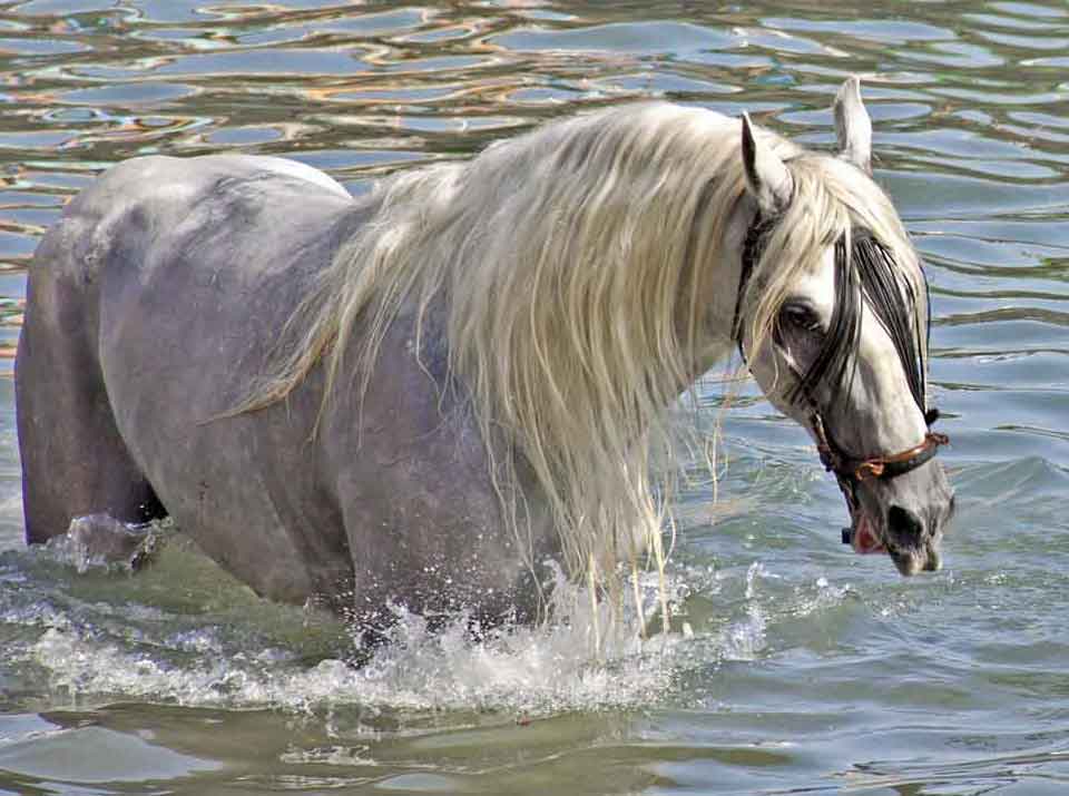 horse-in-the-sea