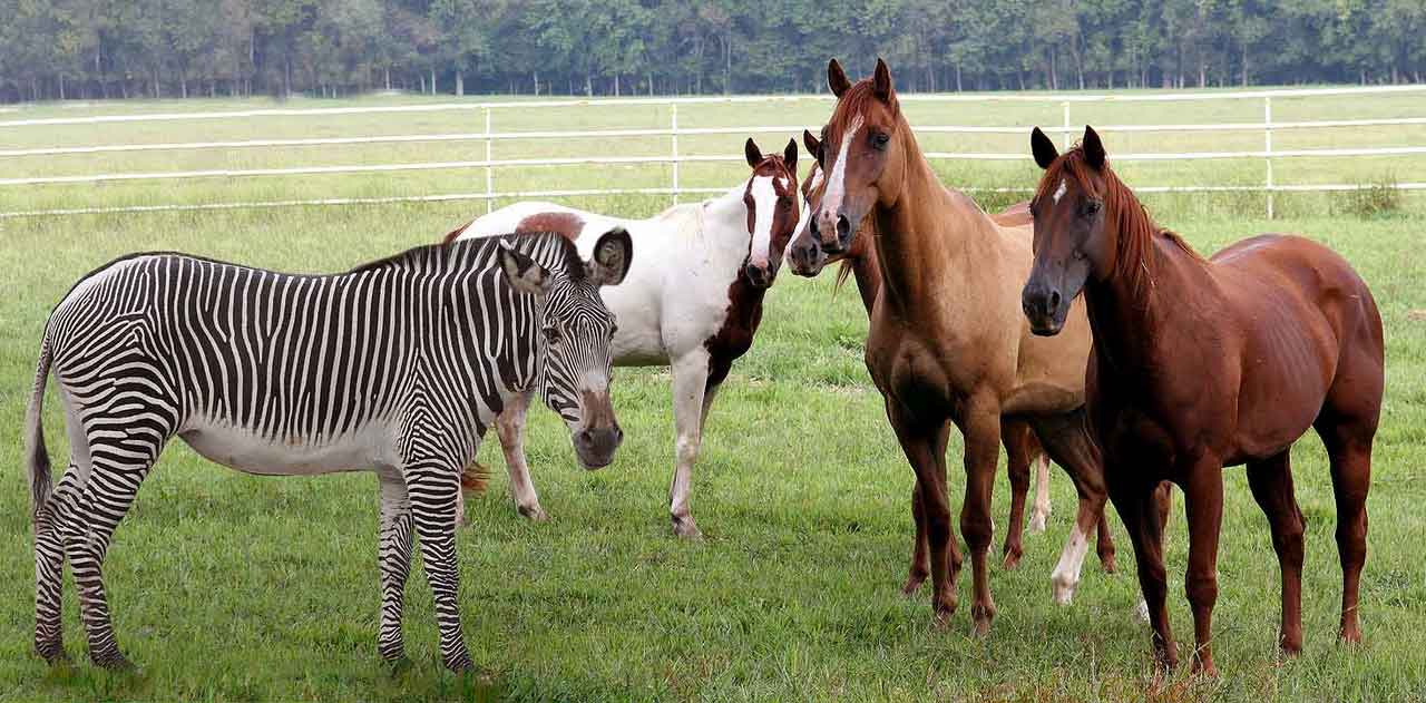 horses-of-different-colors