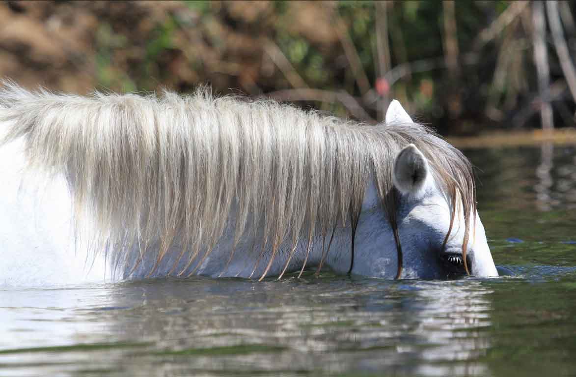 river-horse