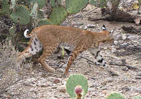 no-bobcat-today