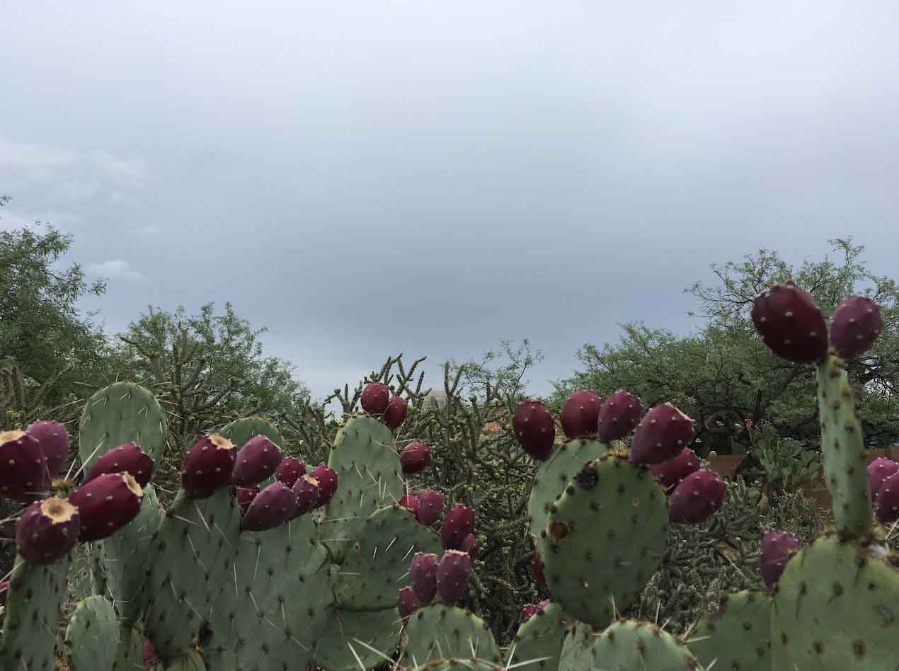 Grey-skies-cool-day