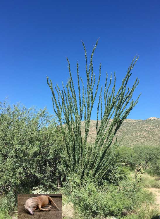 ocotillo-and-tired-horse