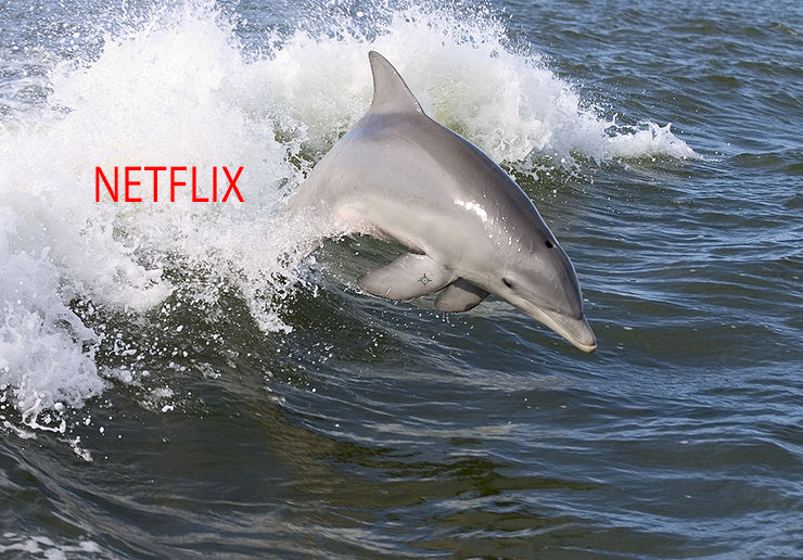 dolphin surfing netflix