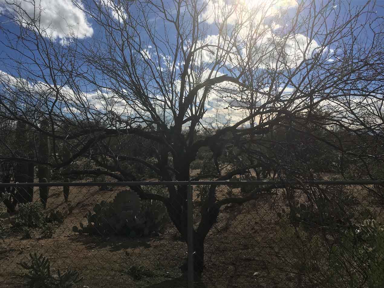 ghost-free-tree