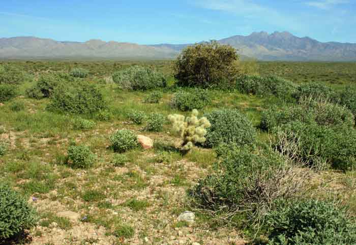 sonoran-desert-bushes