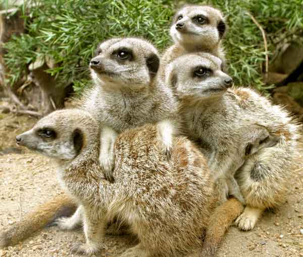 some-meerkats
