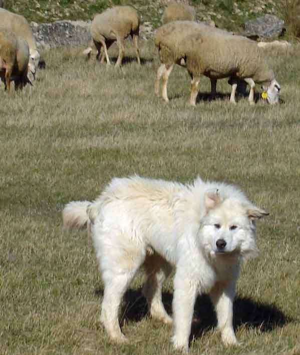 italian-sheep-dog