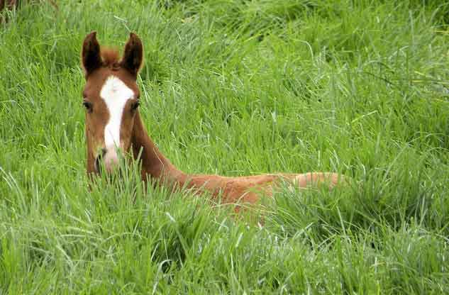 a-horse-in-grass